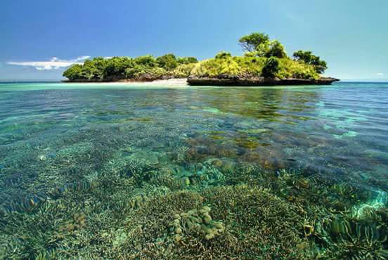 Coral reef underwater
