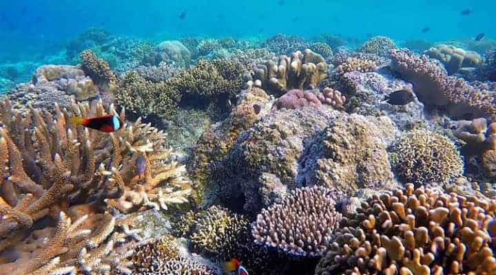 Tropical coral reef