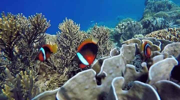 Marine life at East Lombok