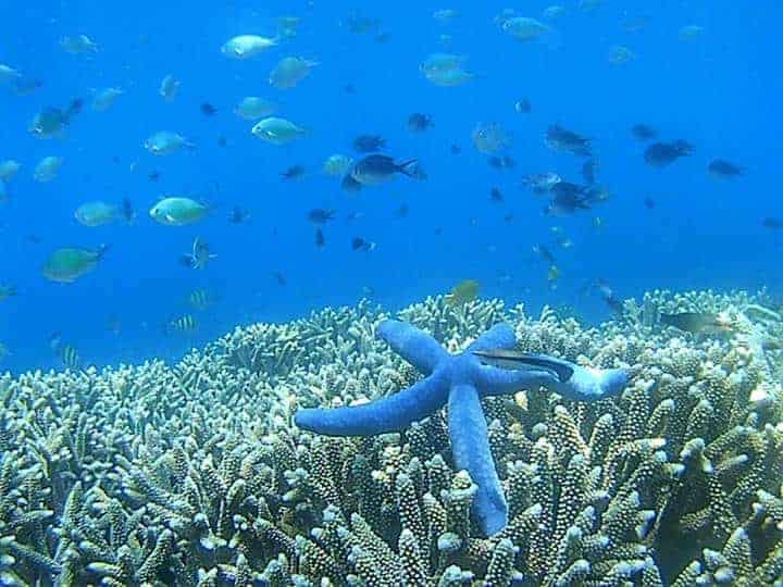 Ornamental reef fish